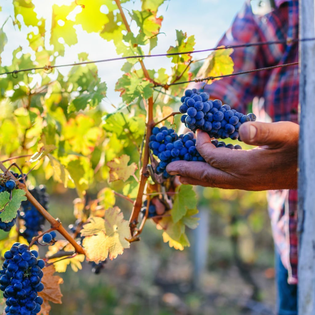 Farmer's hand holding harvested grapes